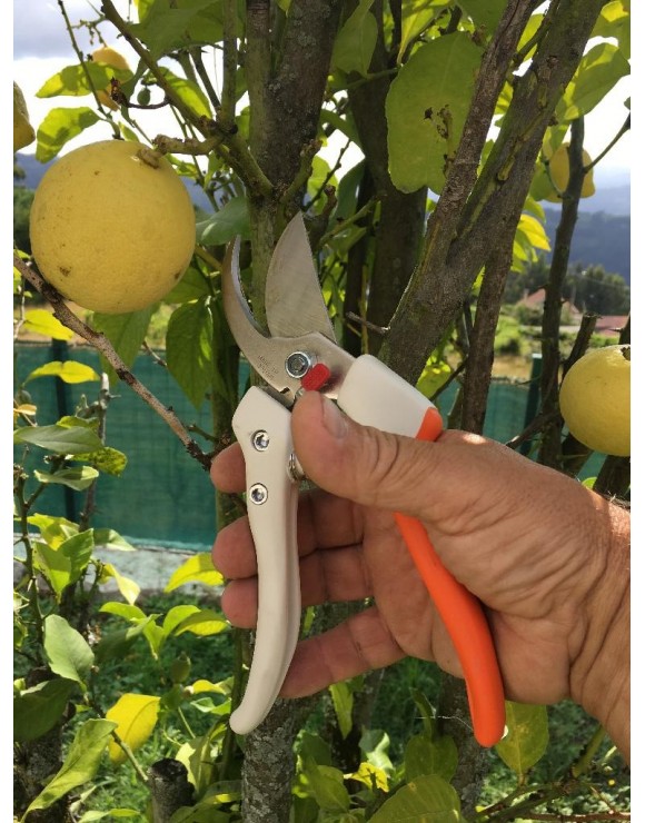 Professional pruning shears