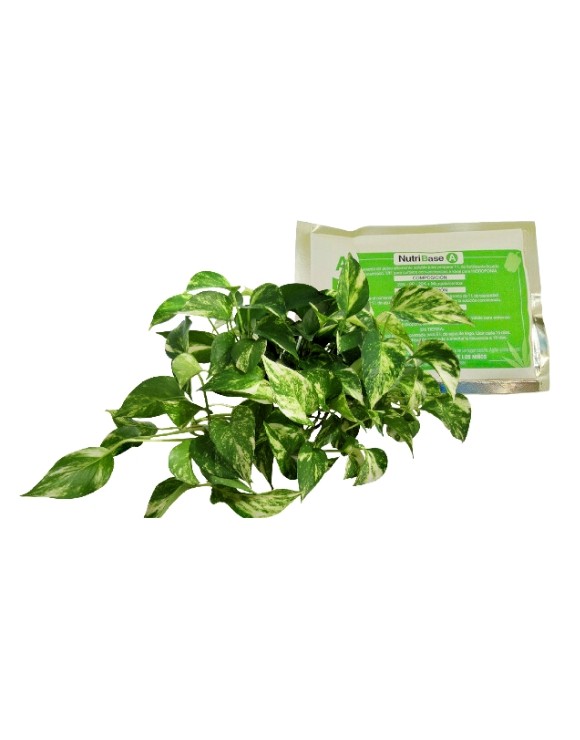Engrais soluble Nutribase A+B